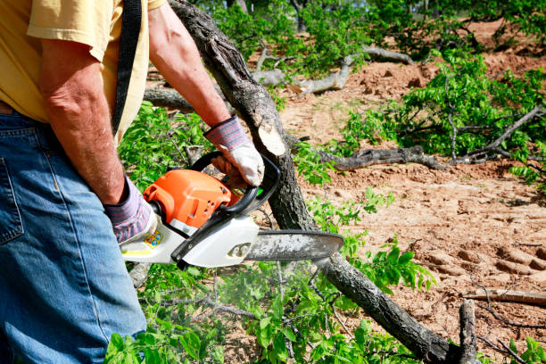 The Steps Involved in Our Tree Care Process in Spout Springs, NC